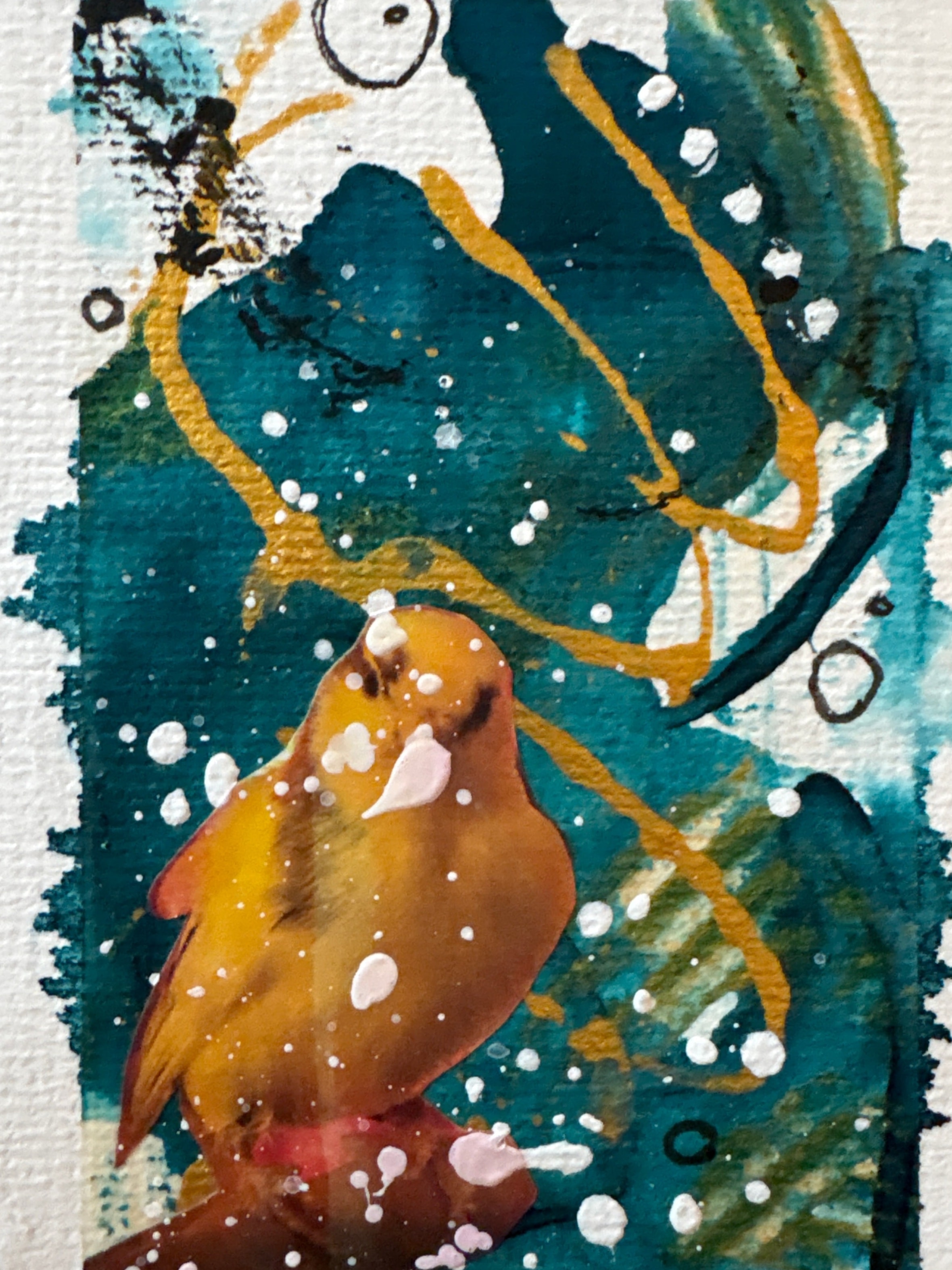 Bird Study